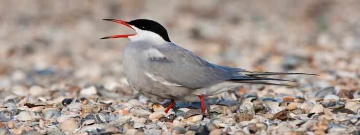 photo of tern on a shell littered beach