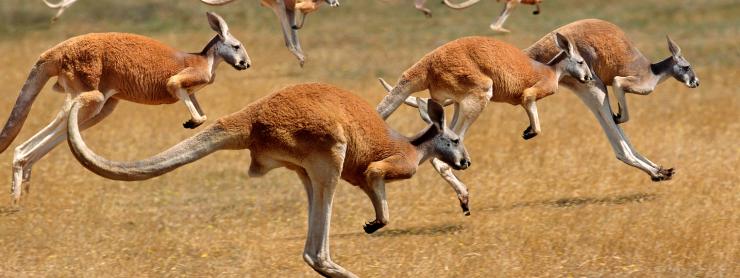 image of kangaroos hopping across grassland