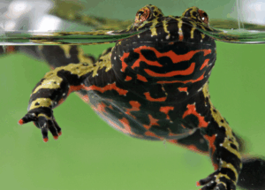 Fire-bellied Toad