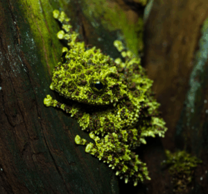 Vietnamese mossy frog