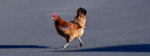 Why Did the Chicken Cross the Road?