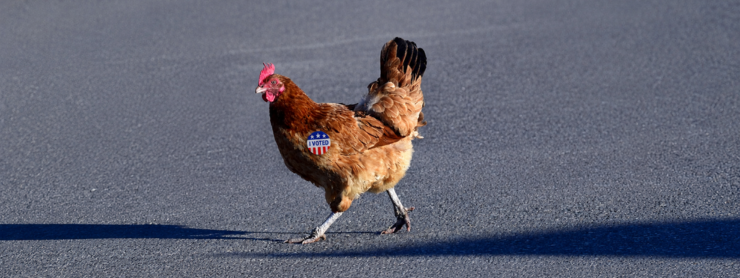 Why Did the Chicken Cross the Road?